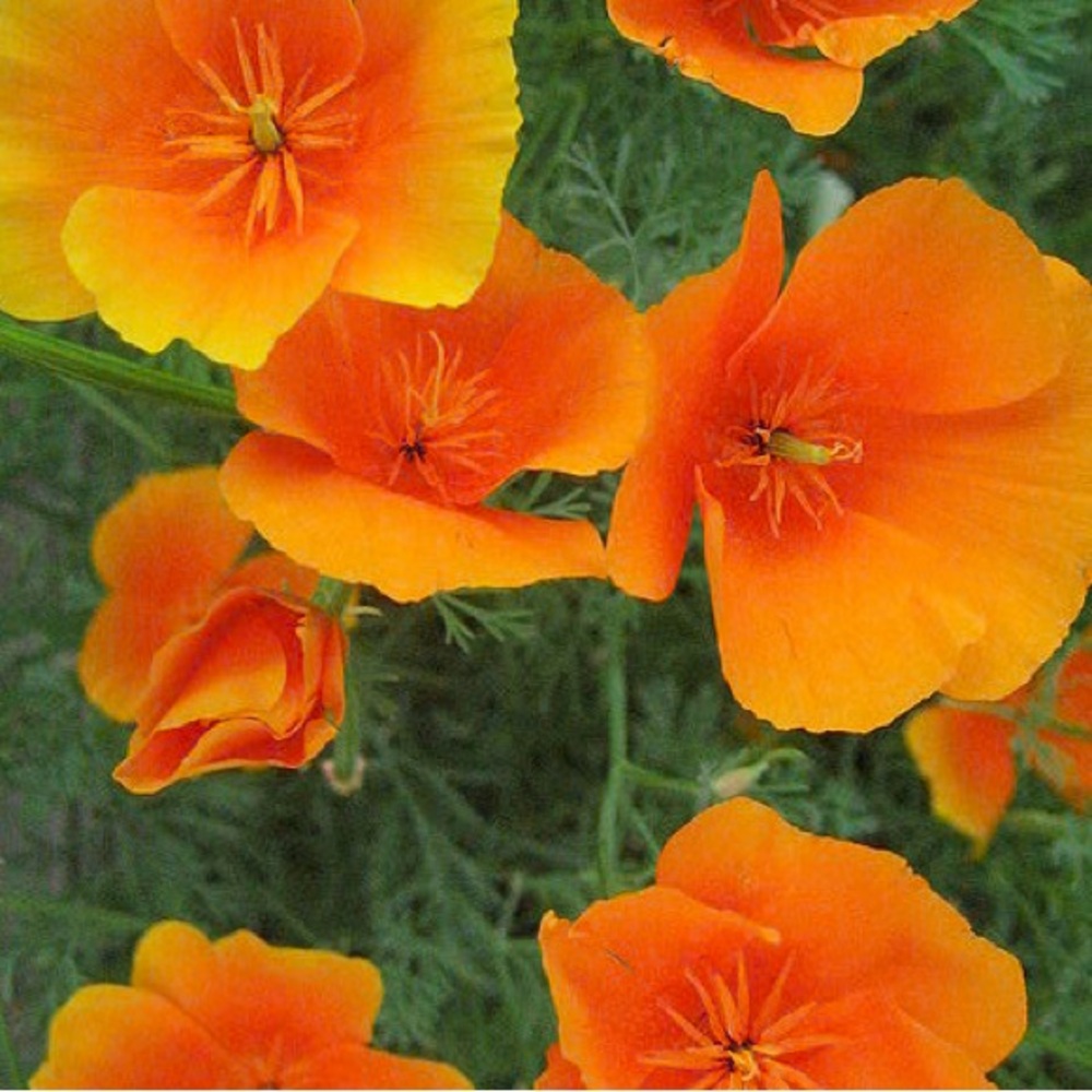 Meet your Posher, Cate!